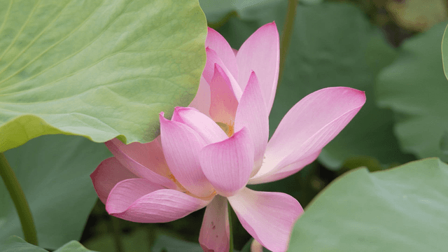 Pink lotus with green lotus leaf