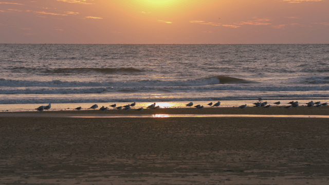 Peaceful coastal sunset with resting birds and gentle waves