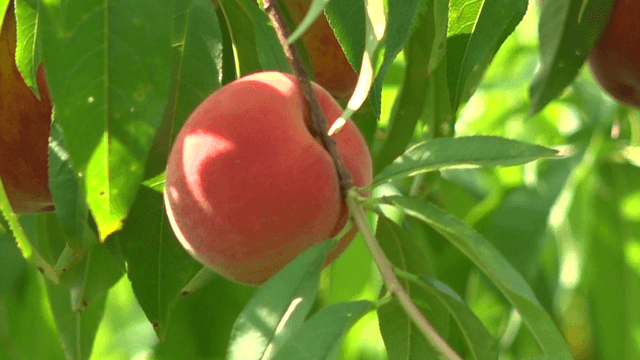 Ripe peaches hanging on the tree