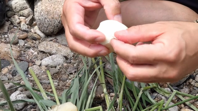 Peeling a boiled egg outdoors