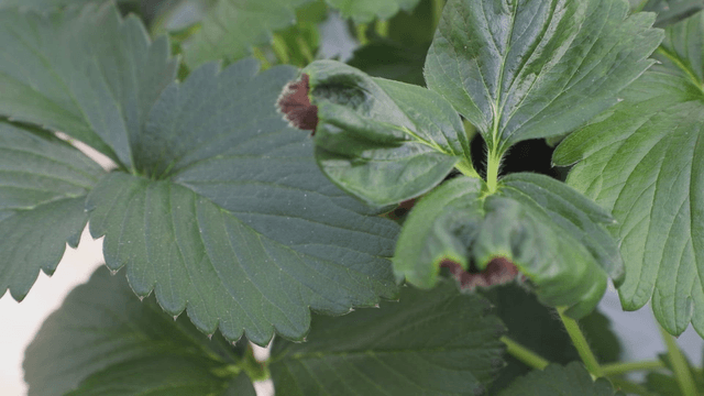 Close-up of healthy green leaves