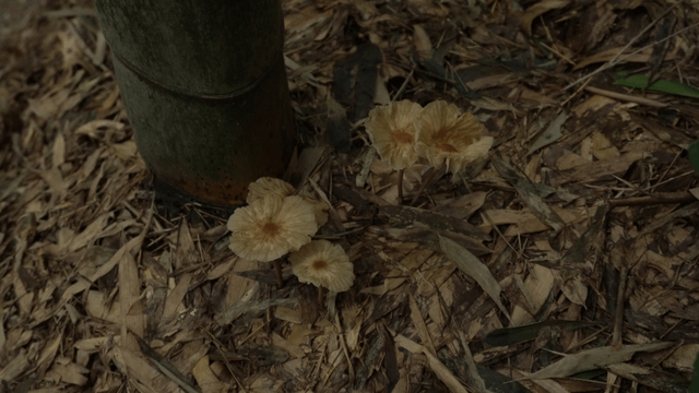 White mushrooms growing near bamboo