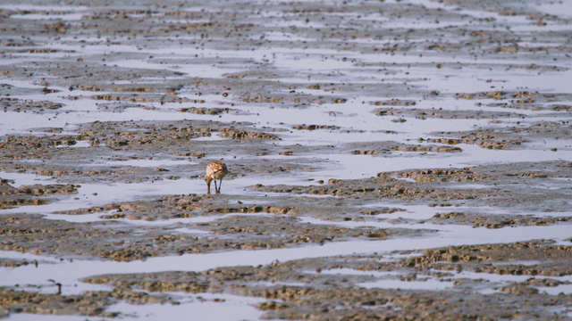 Brown sandpiper alone foraging on the tidal flat