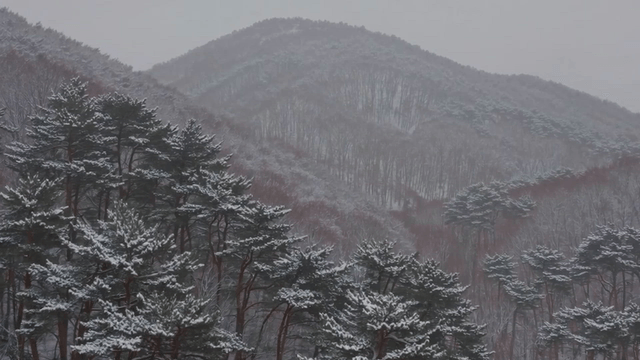 Snow-covered forest and mountain scenery
