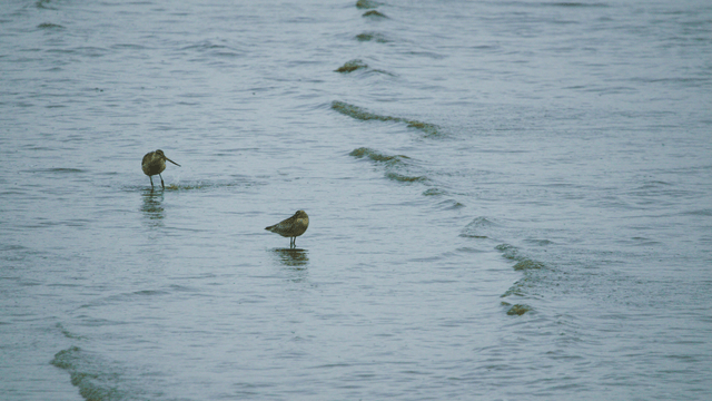 Sandpipers standing in shallow seawater