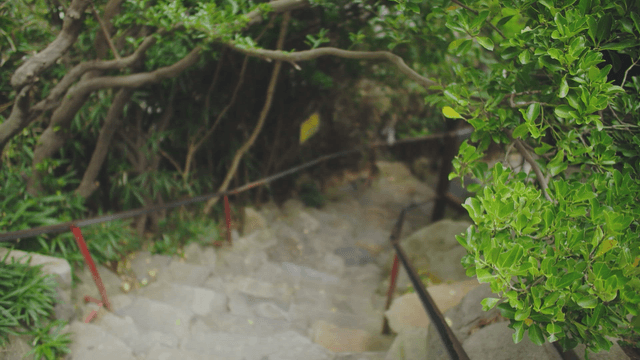 Stone steps surrounded by lush greenery