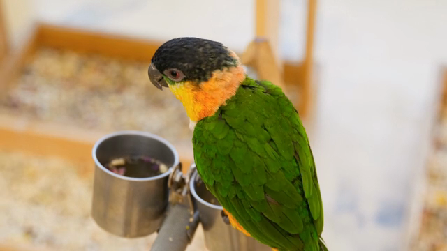 A colorful parrot perched indoors