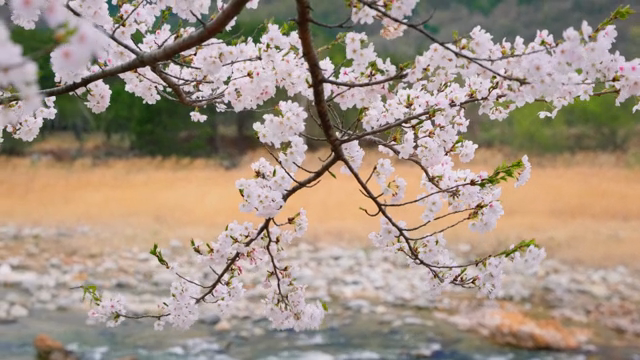 Cherry blossoms by a flowing stream