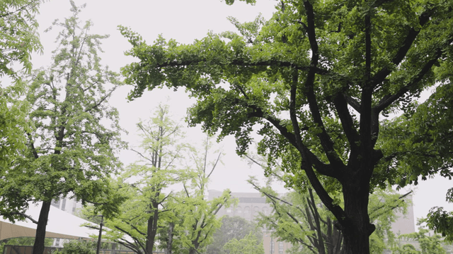 Green trees under soft rain