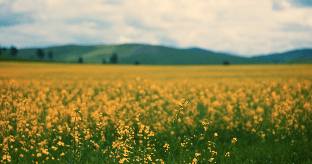 A vast field of yellow flowers under a cloudy sky
