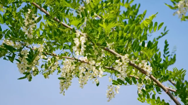 White flowers blooming on a tree branch
