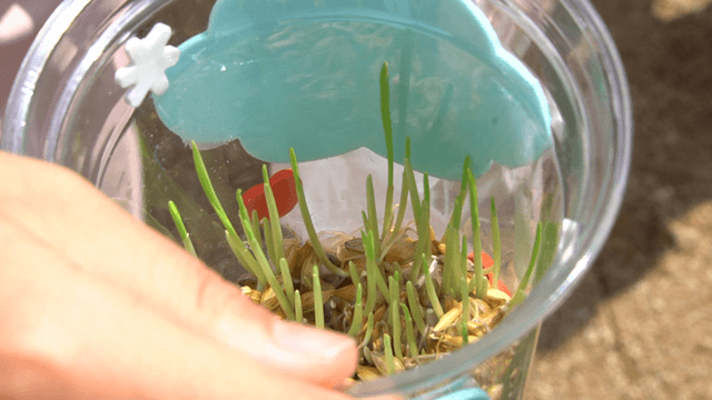 Barley sprouts growing in a plastic cup