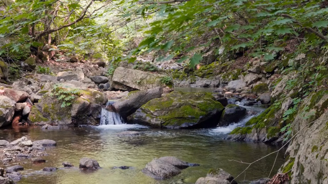 A tranquil forest stream with rocks