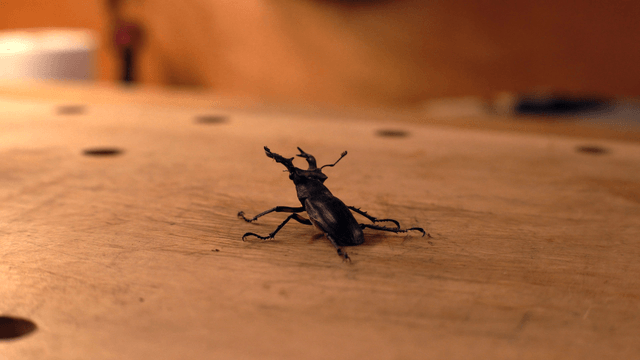Stag beetle on a wooden surface