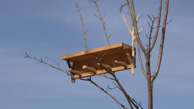 Wooden shelf on winter tree branches under clear sky