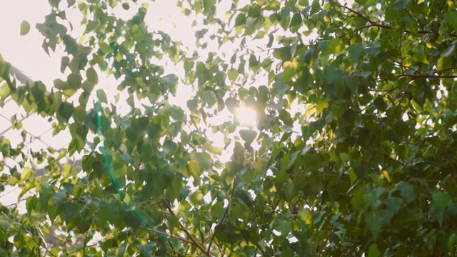 Sunlight filtering through green leaves