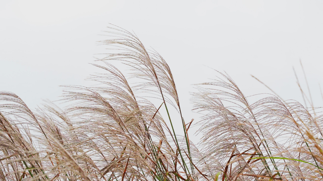 Autumn silver grass swaying in the wind under the clear sky