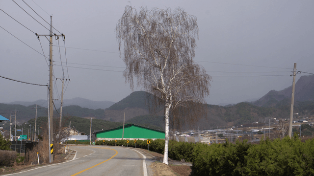 산이 있는 시골 도로 옆 외딴 흰 나무