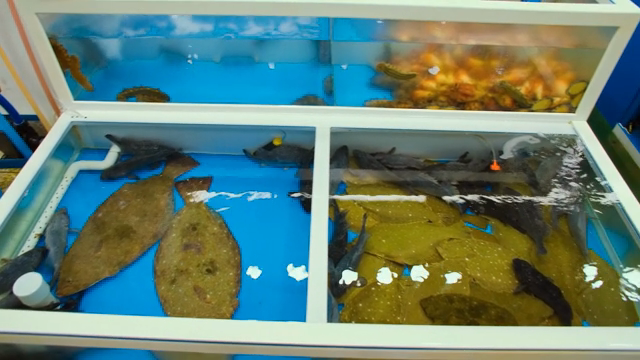 Various marine life in the tank
