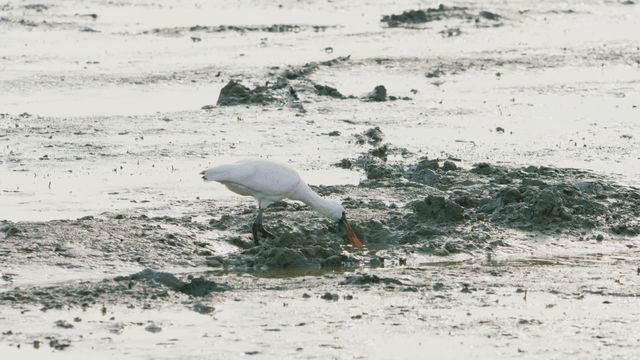 갯벌에서 먹이를 찾는 흰 저어새