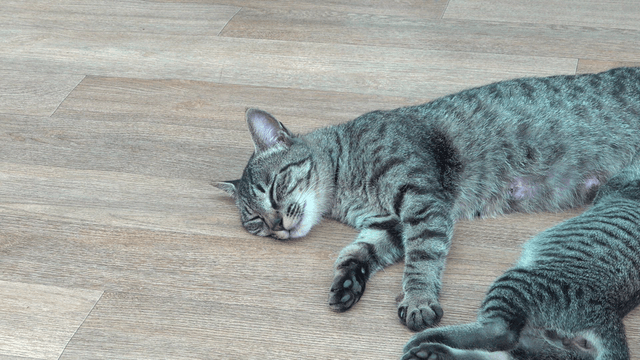 Sleeping stray cats in the daytime