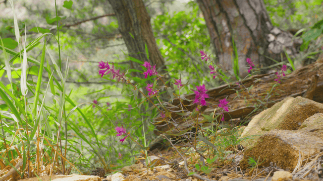 Wildflowers blooming in rough forest