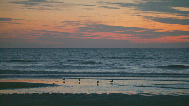 Peaceful beach with birds at sunset