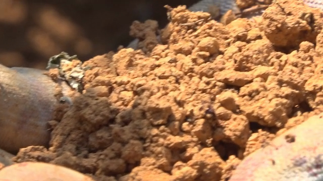 A gloved hand holding soil outdoors