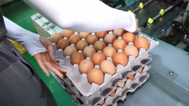 Eggs being sorted and packed in a factory