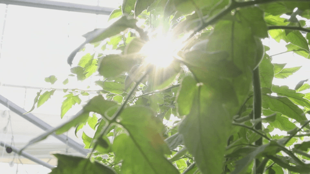 Sunlight filtering through tomato leaves