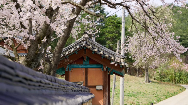 Traditional Korean house with cherry blossoms