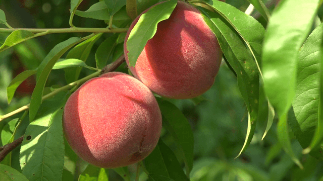 Ripe peaches gently swaying on branches
