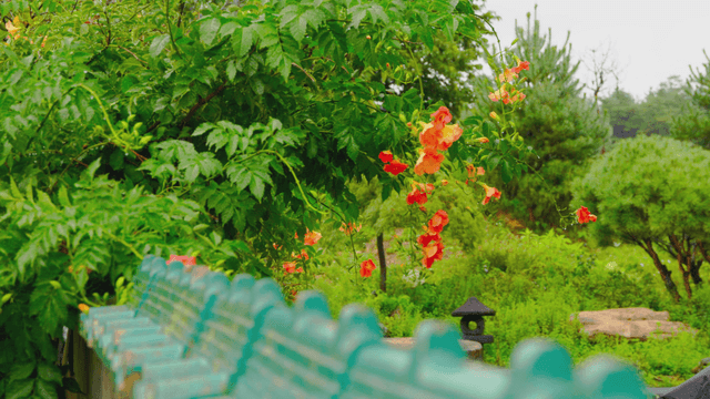Orange trumpet flowers blooming over a wind-blown wall