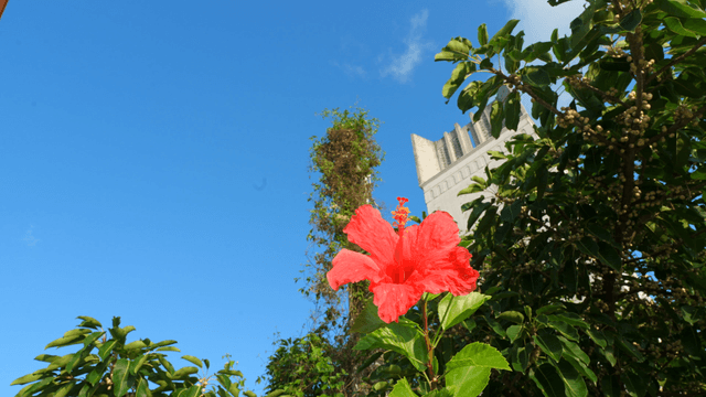 Vibrant red hibiscus under a clear sky