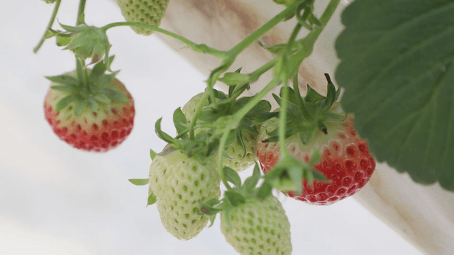 Strawberries ripening on the vine