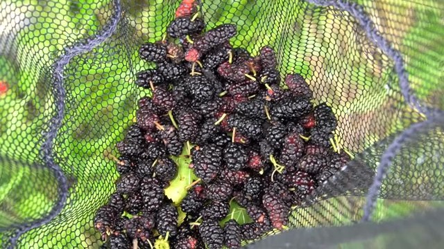 Freshly picked mulberries in a net