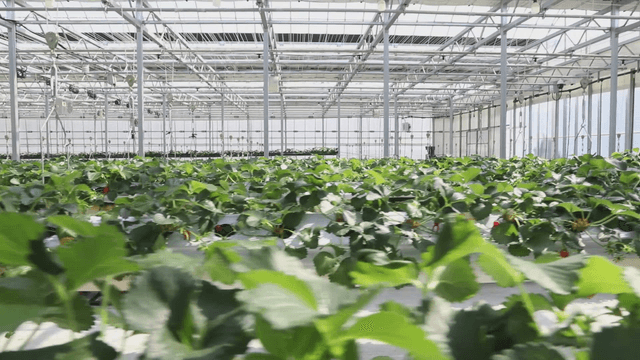 greenhouse with rows of strawberry plants