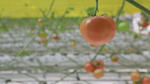 Ripe tomato hanging in a greenhouse