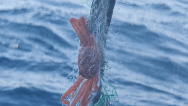 Crab entangled in fishing net over ocean