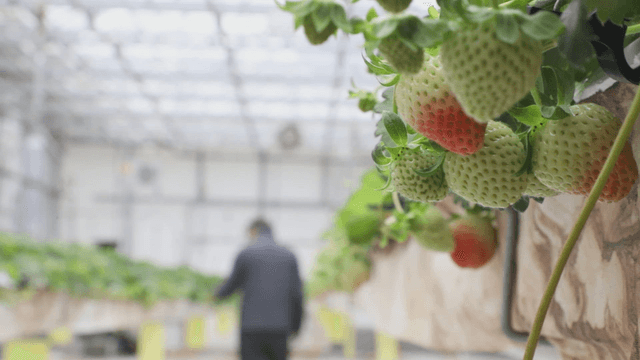 Greenhouse with ripening strawberries