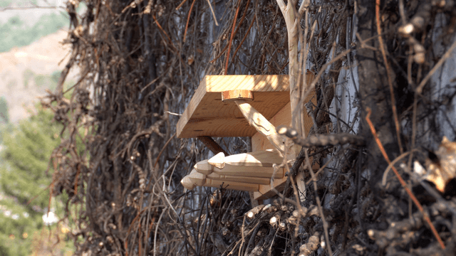 Wooden shelf on a wall covered with winter vines