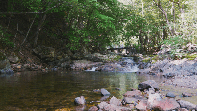 Quiet forest valley with a small distant bridge