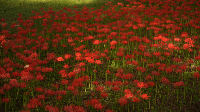 숲 바닥을 가득 메운 붉은 상사화