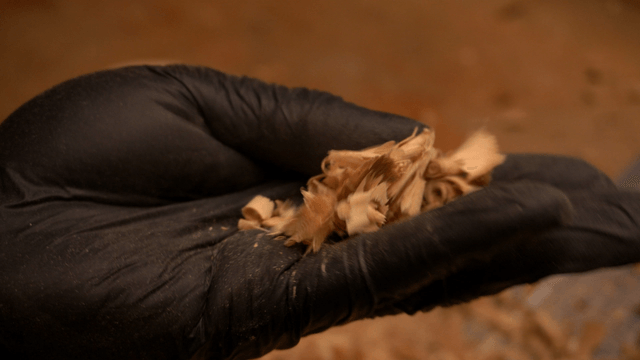 Sawdust held in gloved hand
