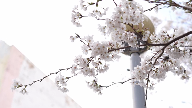 Cherry blossoms blooming on a branch