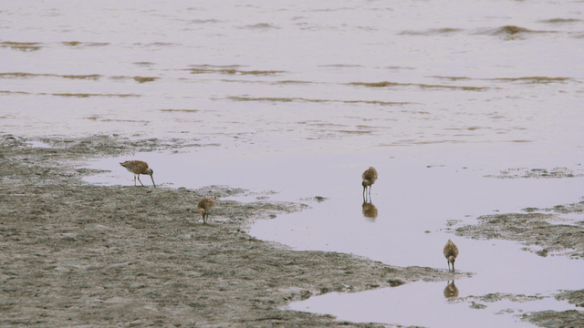 Sandpipers busily foraging on the tidal flat