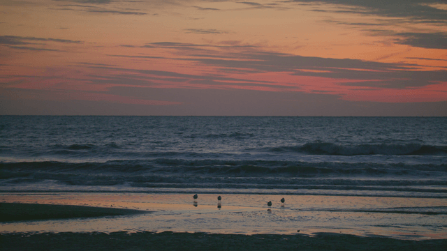 Sunset over a calm beach with gentle waves and birds