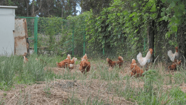 개방 양계장 마당에서 자유롭게 먹이를 찾는 닭들