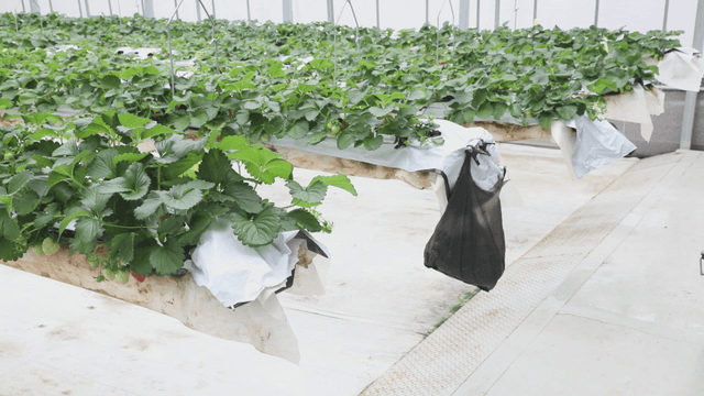 Greenhouse with rows of strawberry plants