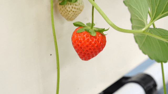 Ripe strawberries grown in a greenhouse